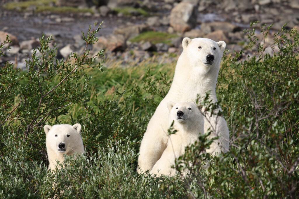 agence-de-voyage-de-luxe-observation-des-ours-polaires-au-canada-2
