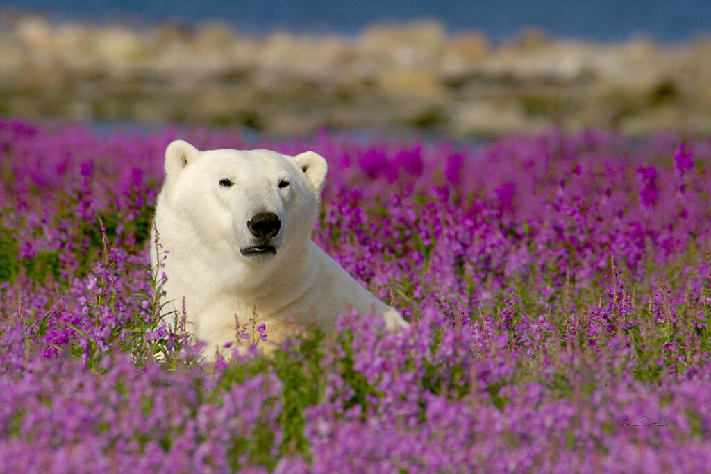 agence-de-voyage-de-luxe-observation-des-ours-polaires-au-canada-5