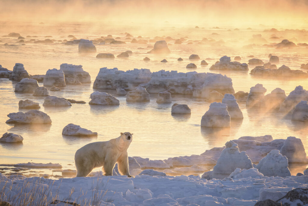 agence-de-voyage-de-luxe-observation-des-ours-polaires-au-canada-7