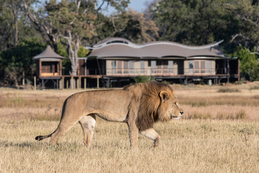 xigera-safari-lodge-red-carnation-reserve-de-moremi-au-botswana-11