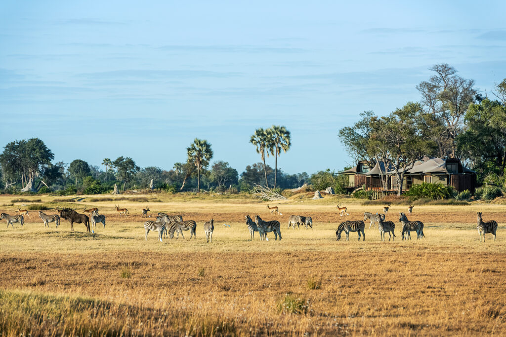 xigera-safari-lodge-red-carnation-reserve-de-moremi-au-botswana-14