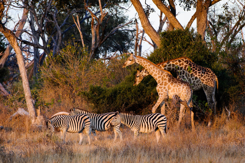 mombo-camp-little-mombo-reserve-moremi-safari-de-luxe-au-botswana-8