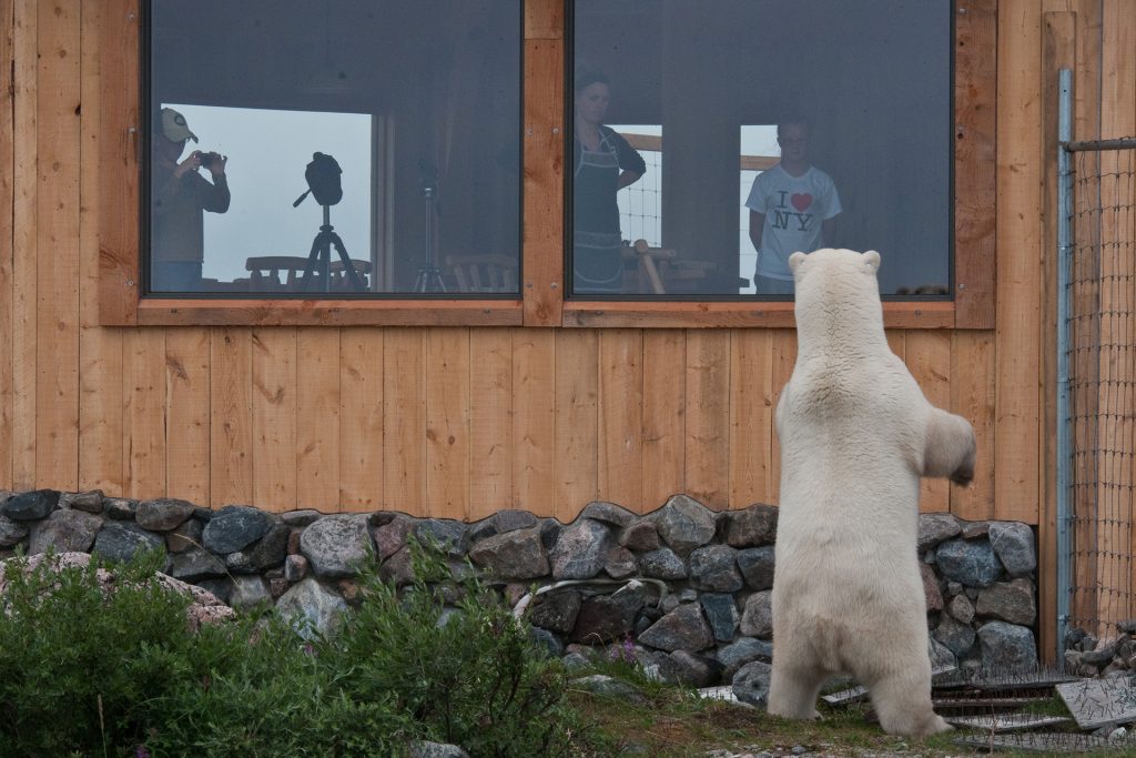 agence-de-voyage-de-luxe-observation-des-ours-polaires-au-canada-3