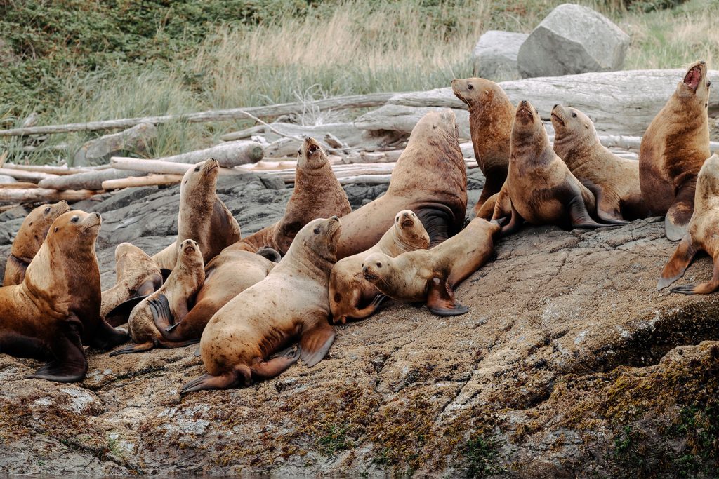 exclusif-voyages-fawn-bluff-foret-de-great-bear-colombie-britannique-canada-14