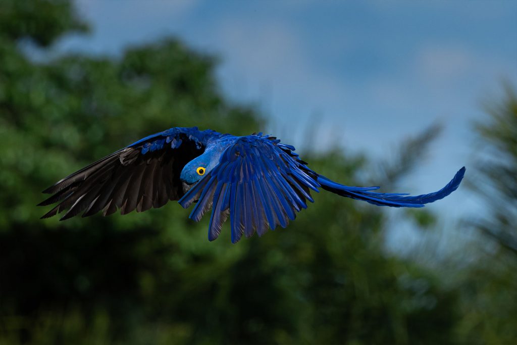 casa-caiman-pantanal-bresilien-bresil-22