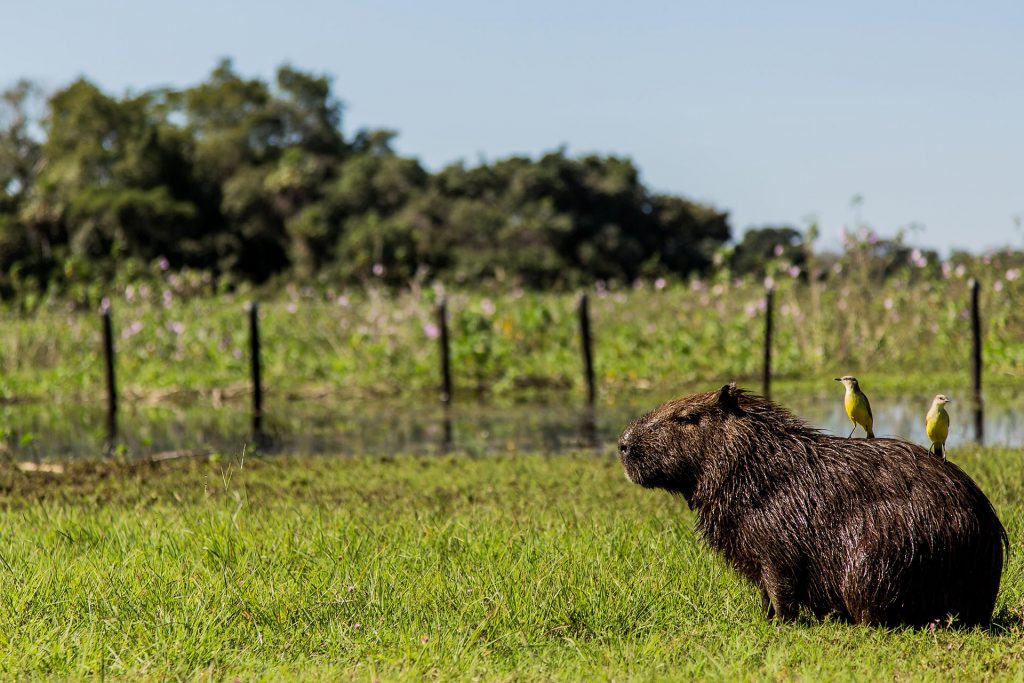 casa-caiman-pantanal-bresilien-bresil-24