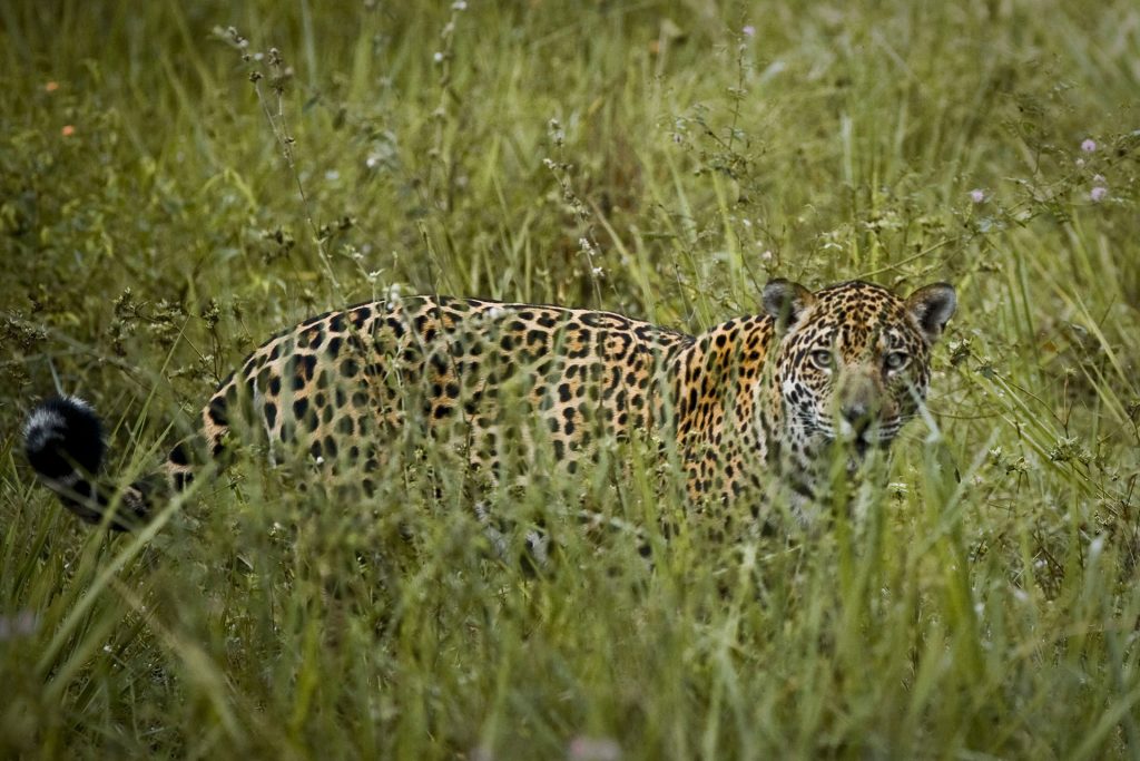 casa-caiman-pantanal-bresilien-bresil-25