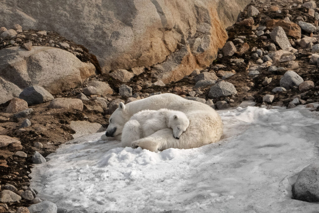 aqua-expeditions-arctic-aux-confins-du-cercle-polaire-arctique-croisiere-en-yacht-de-luxe-15