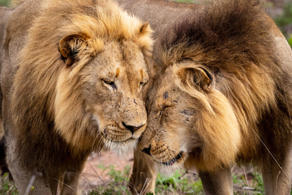 cheetah-plains-lodge-reserve-privee-de-sabi-sand-parc-national-kruger-afrique-du-sud-24