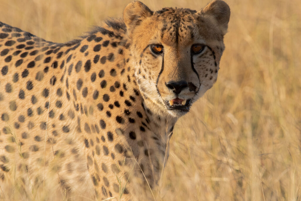 cheetah-plains-lodge-reserve-privee-de-sabi-sand-parc-national-kruger-afrique-du-sud-25