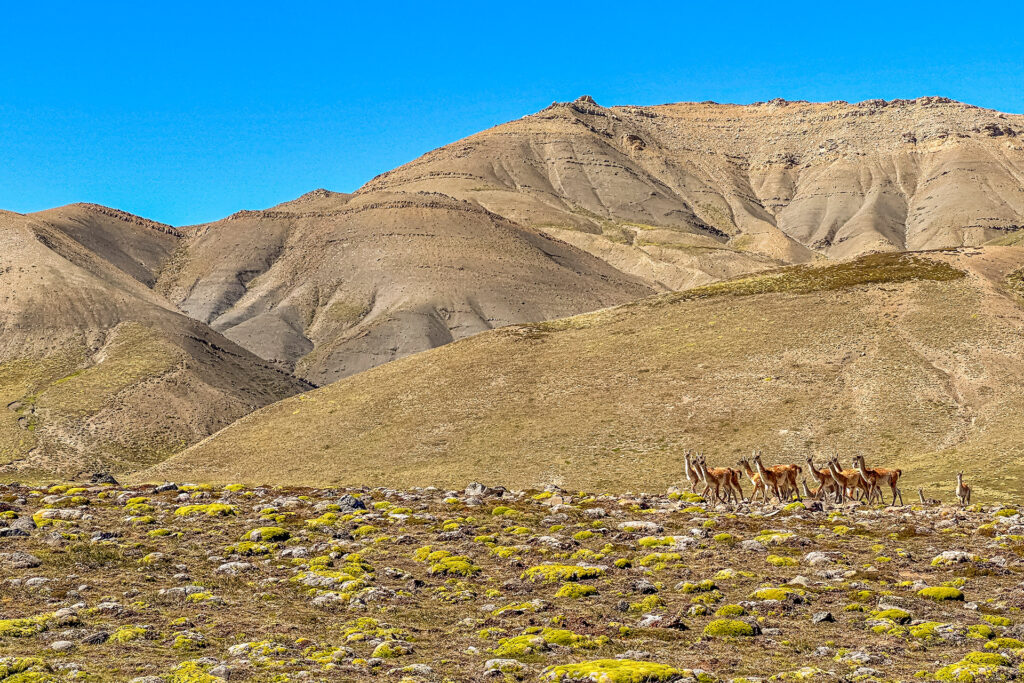 explora-el-calafate-en-patagonie-sur-les-terres-chorrillo-malo-lac-argentino-en-argentine-3