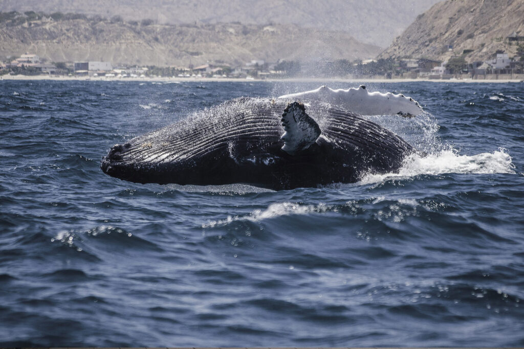 inkaterra-cabo-blanco-retraite-nature-sur-la-cote-pacifique-du-perou-spot-de-surf-4