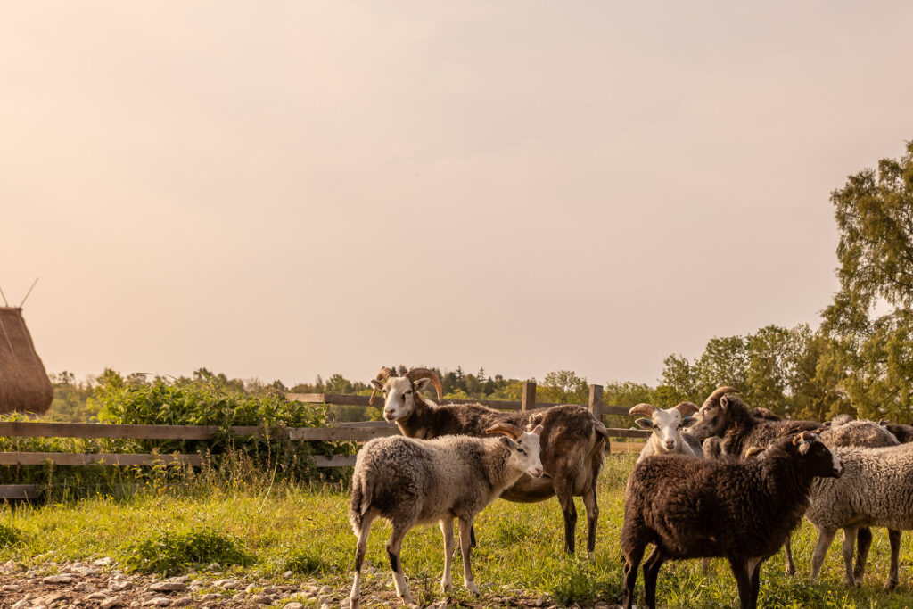 sibbjans-refuge-confidentiel-sur-lile-de-gotland-au-sud-de-la-suede-3