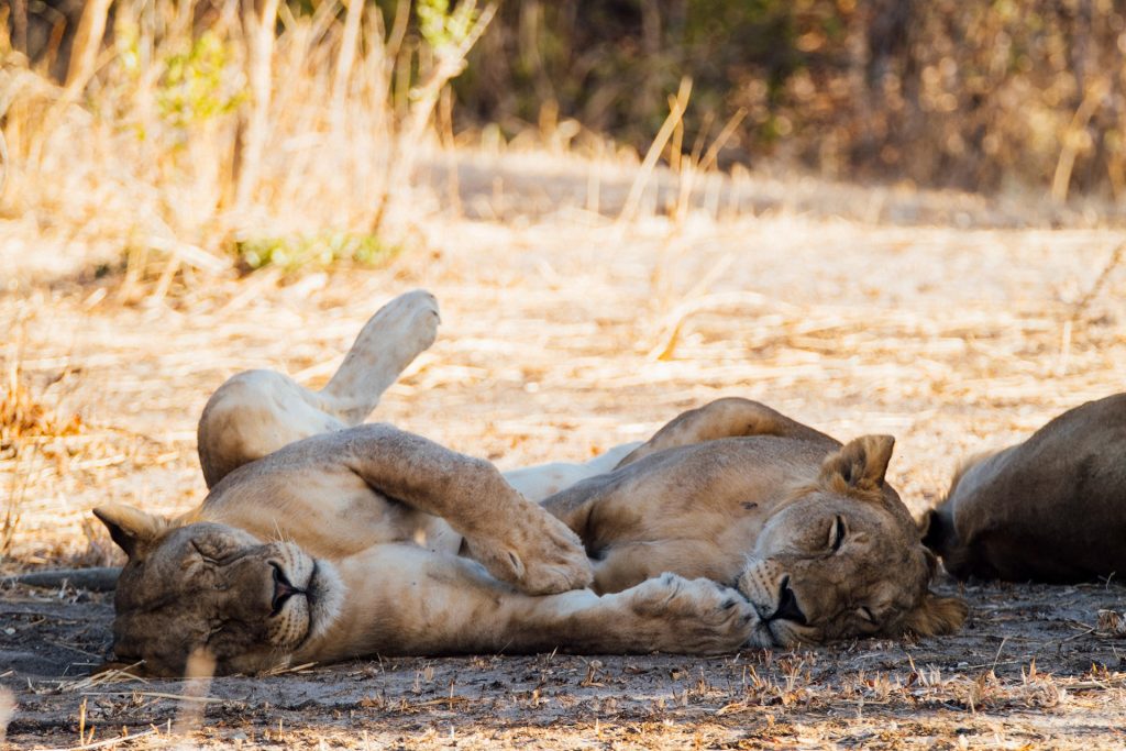 jabali-ridge-parc-national-de-ruaha-en-tanzanie-safari-de-luxe_0009_Asilia Africa - Jabali Ridge - Two lioness relax in